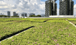 Green Roof