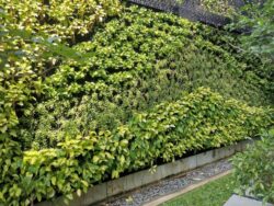 Green Wall