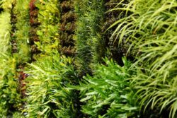 Green Wall