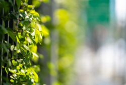 Green Wall